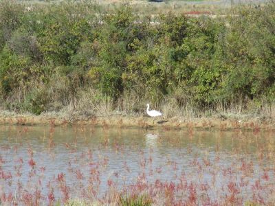 Djurliv vid salinen i Strunjan.