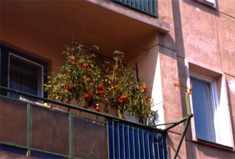 Hemodling i Cluj-Napoca.